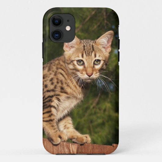 Savannah Cat iPhone 5 Hoesje-Mate Barely daar Case-Mate iPhone Case (Achterkant)