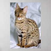 Savannah ‎ Cat Poster (Voorkant)