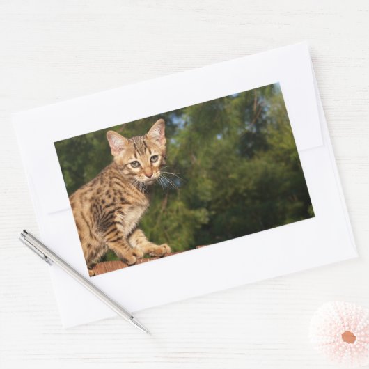 Savannah Cat Rectangle Sticker (Envelop)