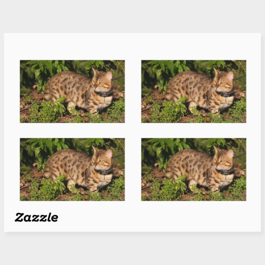 Savannah Cat Rectangle Sticker (Vel)