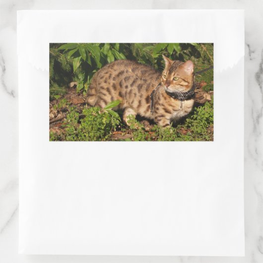 Savannah Cat Rectangle Sticker (Tas)