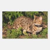 Savannah Cat Rectangle Sticker (Voorkant)