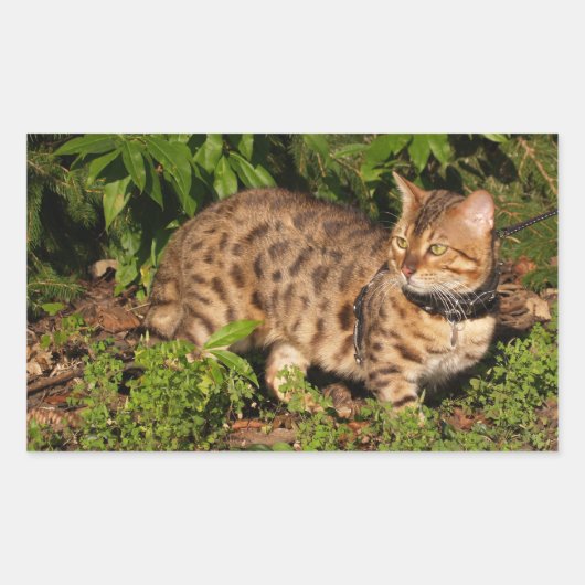 Savannah Cat Rectangle Sticker (Voorkant)