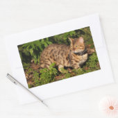 Savannah Cat Rectangle Sticker (Envelop)