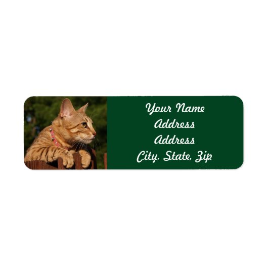 Savannah Cat Return Address Sticker (Voorkant)