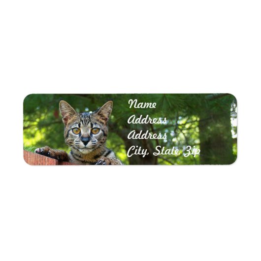 Savannah Cat Return Address Sticker (Voorkant)