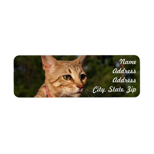 Savannah Cat Return Address Sticker (Voorkant)