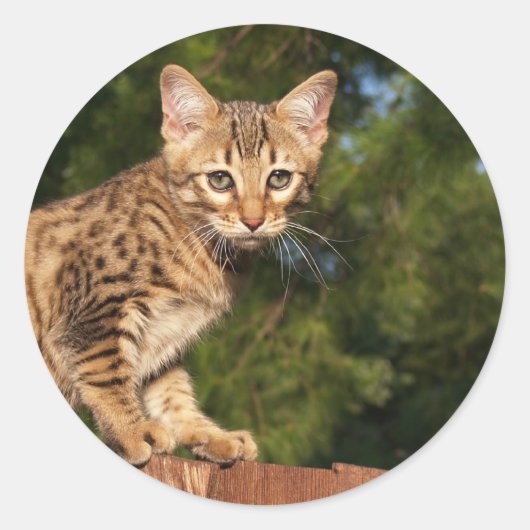 Savannah Cat Round Sticker (Voorkant)