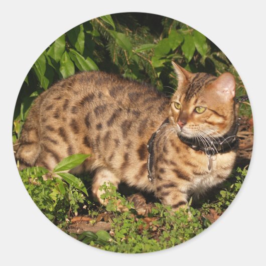 Savannah Cat Round Sticker (Voorkant)