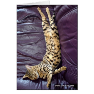 Savannah Cat Slaapcard