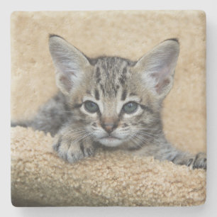 Savannah Cat Square Onderzetter