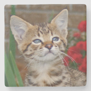 Savannah Cat Square Onderzetter