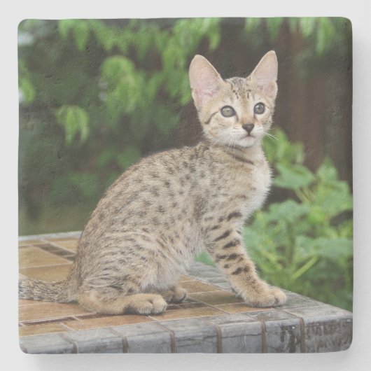 Savannah Cat Square Onderzetter (Voorkant)