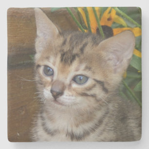 Savannah Cat Square Onderzetter