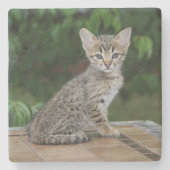 Savannah Cat Square Onderzetter (Voorkant)