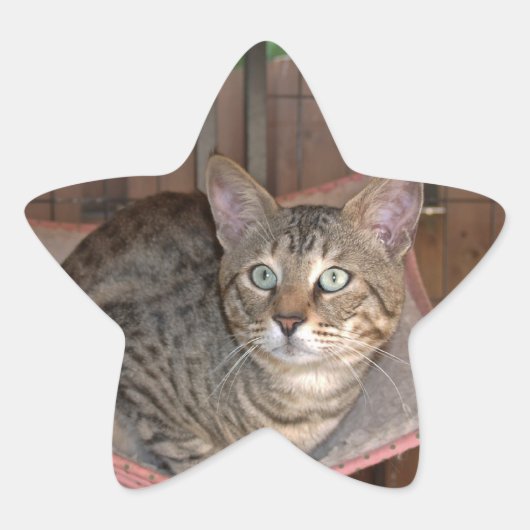 Savannah Cat Star Sticker (Voorkant)
