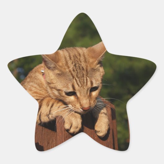 Savannah Cat Star Sticker (Voorkant)