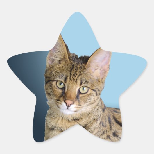 Savannah Cat Ster Sticker (Voorkant)