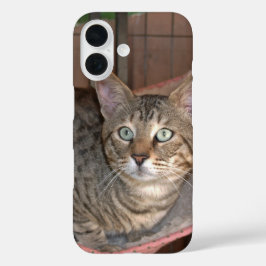 Savannah Cat Telefoonhoes iPhone 16 Hoesje