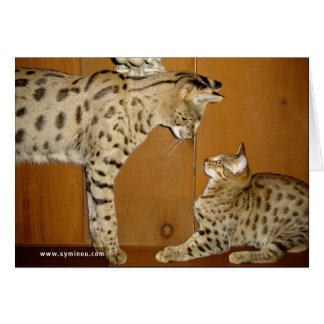 Savannah Cat vergaderkaart
