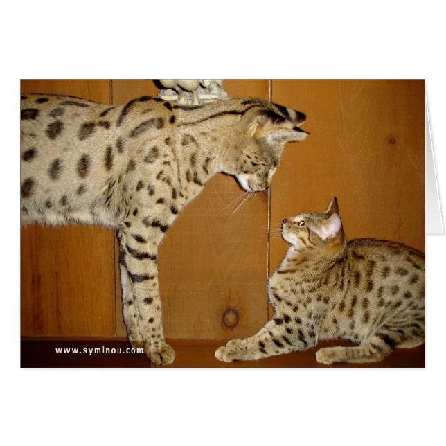 Savannah Cat vergaderkaart (Voorkant Horizontaal)