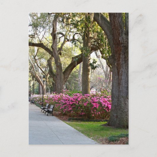 Savannah Georgia in Spring Forsyth Park Azaleas Oa Briefkaart (Voorkant)