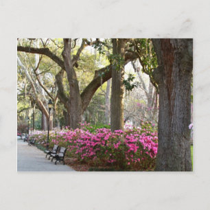 Savannah Georgia in Spring Forsyth Park Azaleas Oa Briefkaart