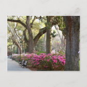 Savannah Georgia in Spring Forsyth Park Azaleas Oa Briefkaart (Voorkant)