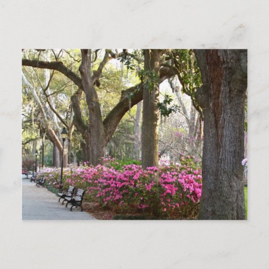 Savannah Georgia in Spring Forsyth Park Azaleas Oa Briefkaart (Voorkant)