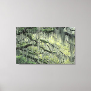 Savannah, Georgia, levende eik behangen met Canvas Afdruk