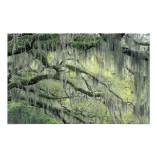 Savannah, Georgia, levende eik behangen met Foto Afdruk