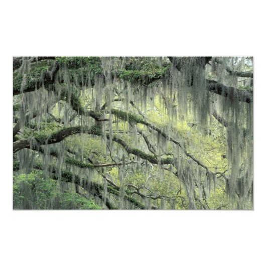 Savannah, Georgia, levende eik behangen met Foto Afdruk (Voorkant)