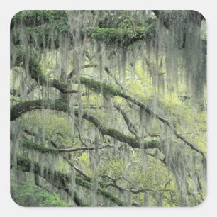 Savannah, Georgia, levende eik behangen met Vierkante Sticker