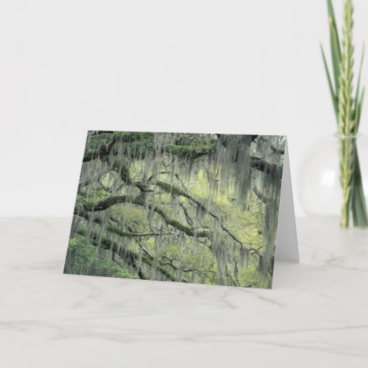 Savannah, Georgia, levende eik-boom die met Kaart (Voorkant)