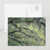 Savannah, Georgia, levende eik-boom gedraaid met Briefkaart (Voorkant / Achterkant)