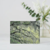 Savannah, Georgia, levende eik-boom gedraaid met Briefkaart (Staand voorkant)