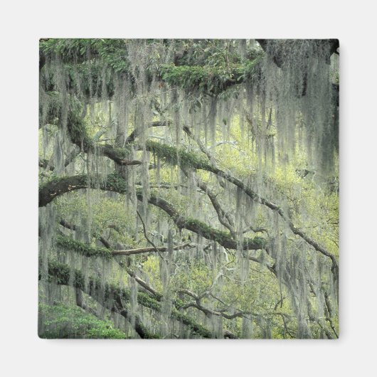 Savannah, Georgia, levende eik-boom gedraaid met Magneet (Voorkant)