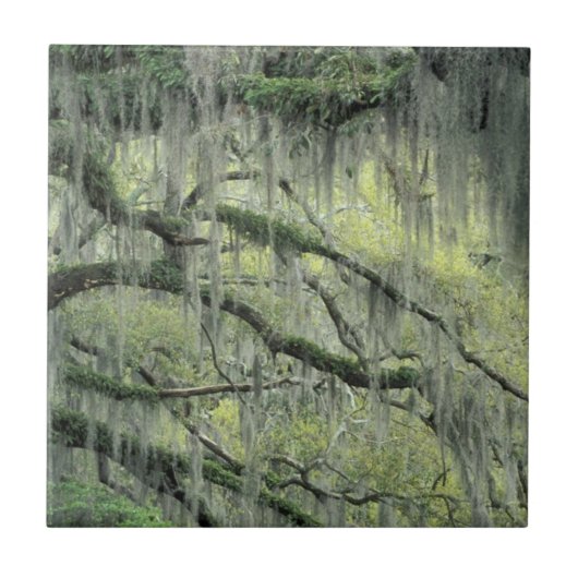 Savannah, Georgia, levende eik-boom gedraaid met Tegeltje (Voorkant)