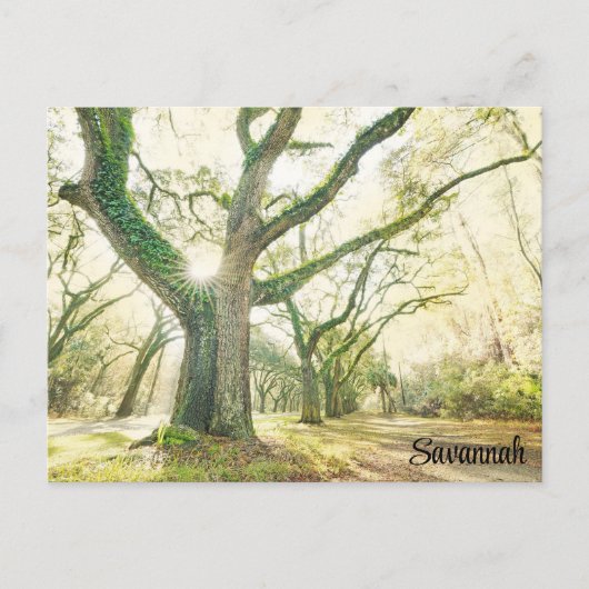 Savannah Georgia Southern Live Oak Tree Briefkaart (Voorkant)