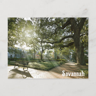 Savannah Georgia Southern Live Oak Tree Park Briefkaart