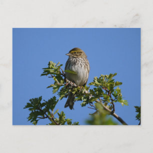 Savannah Gorheerlijk Briefkaart