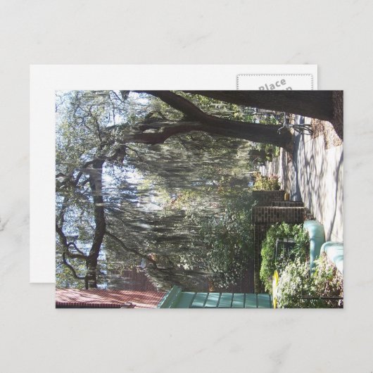 Savannah Moss Briefkaart (Voorkant / Achterkant)