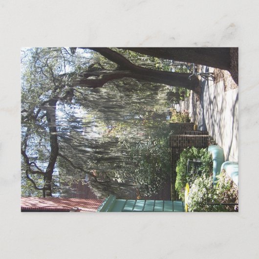 Savannah Moss Briefkaart (Voorkant)