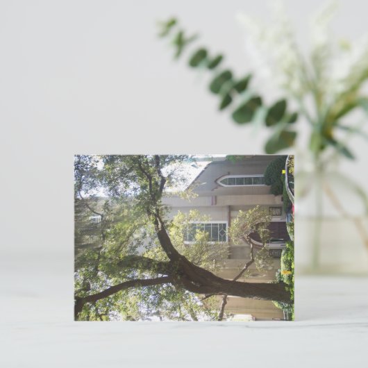 Savannah Mossy Cathedral Briefkaart (Staand voorkant)