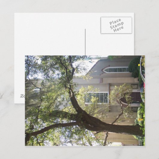 Savannah Mossy Cathedral Briefkaart (Voorkant / Achterkant)