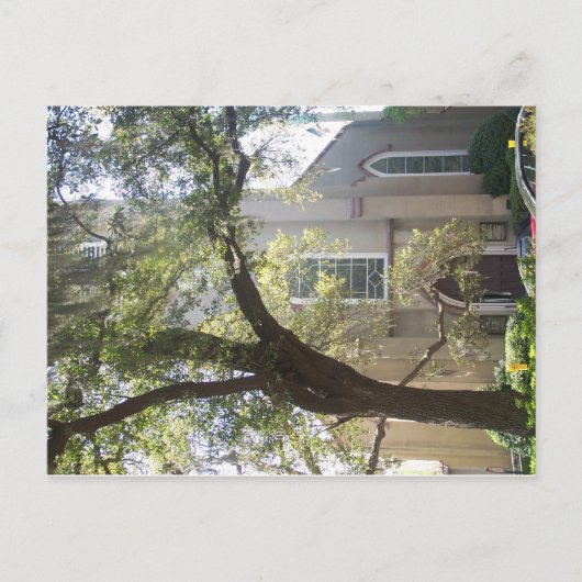 Savannah Mossy Cathedral Briefkaart (Voorkant)