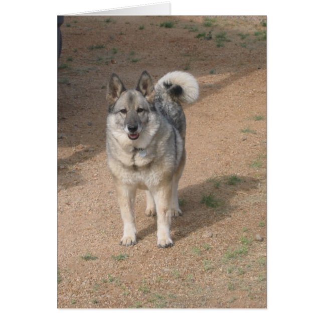 Savannah Smiling (Voorkant)