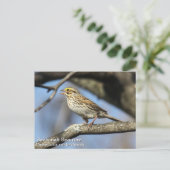 Savannah Sparrow Briefkaart (Staand voorkant)