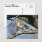 Savannah Sparrow Briefkaart (Voorkant / Achterkant)