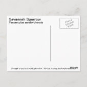 Savannah Sparrow Briefkaart (Achterkant)
